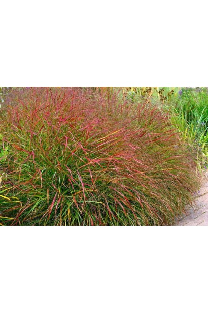 Кущ проса `Ханс Хермс` у повному розквіті